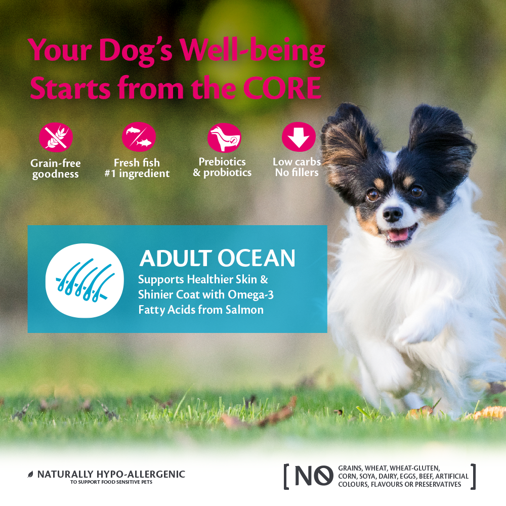 Wellness small breed adult sales