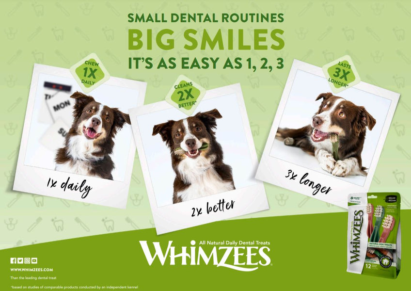 Dental Care for Dogs
