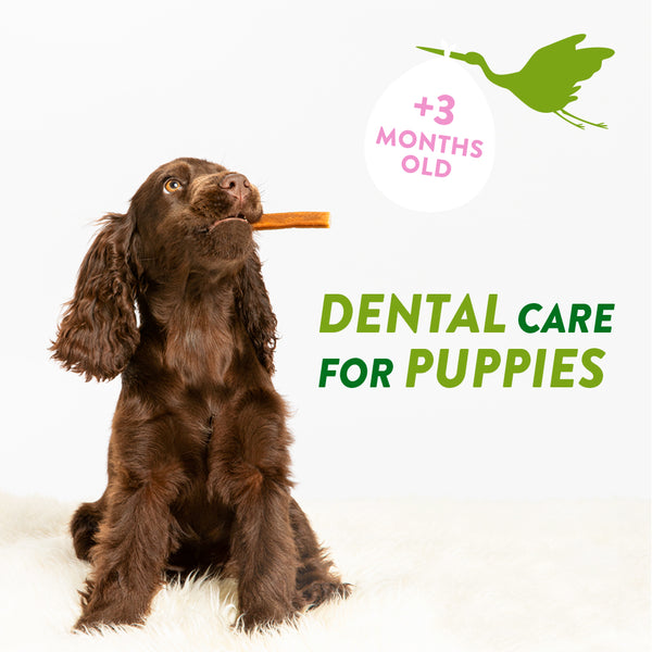 All Play. No Plaque: WHIMZEES by Wellness Puppy Chews