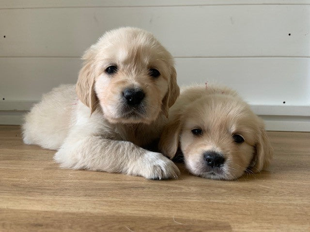 June Puppy Feature