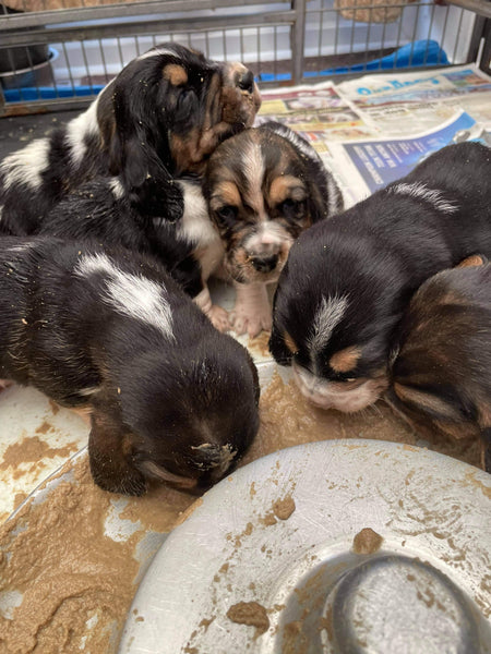 The Puppy Diaries: Bambi and her Basset Bambino's Part Two