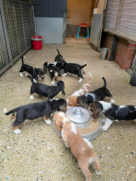 The Puppy Diaries: Bambi and her Basset Bambino's Part Three